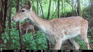 The Twisting Trail of the Trail Cam