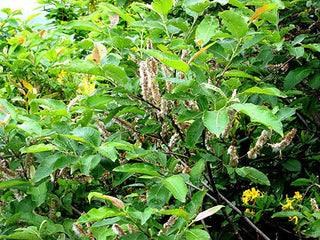 Woodland Ways - What's the difference between Grey and Goat Willow?