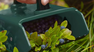 CKB Ltd Foraging and Gardening