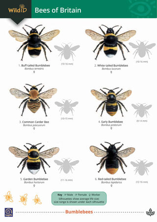 FSC  Bees of Britain
