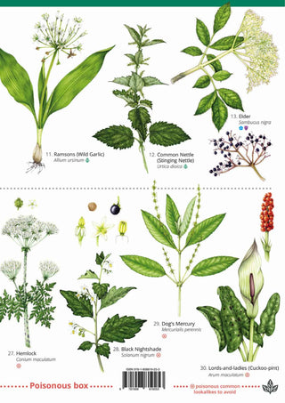 FSC  Foraging Top 25 Edible Plants