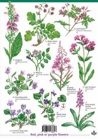 FSC Woodland Plants