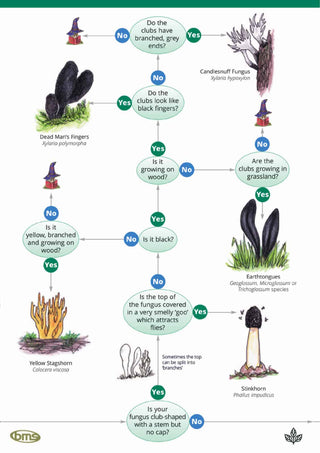 FSC Fungi Name Trail