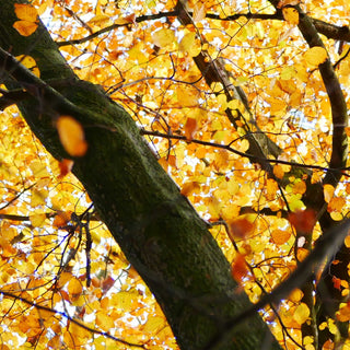 Woodland Ways Axe Workshop and Tree Interpretation Weekend