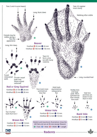 FSC - Mammals Tracks & Signs