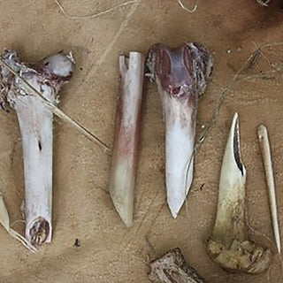 Primitive Bone Tool Creation Weekend