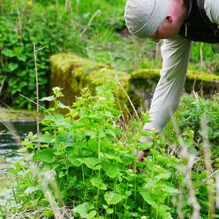 Spring Foraging
