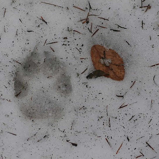 Tracking in the snow
