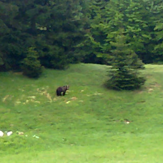 Wildlife Watching and Tracking in Croatia