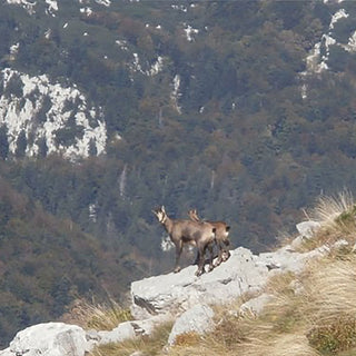 Wildlife Watching and Tracking in Croatia