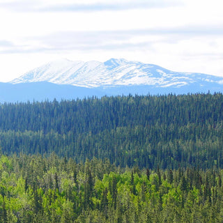 The Yukon River Canoeing Expedition