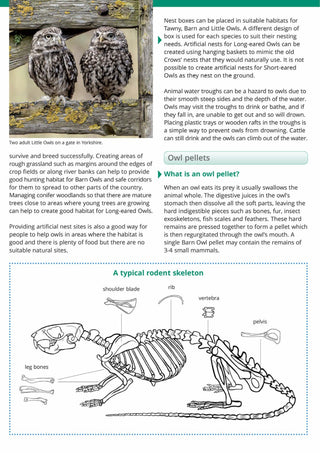 FSC British Owls and Owl Pellets