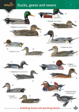 FSC - Ducks, Geese and Swans