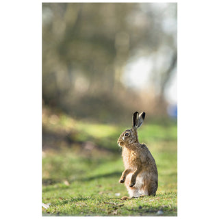 Game: River Cottage Handbook No.15 by Tim Maddams