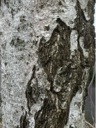 Doorstep Bushcraft Resources