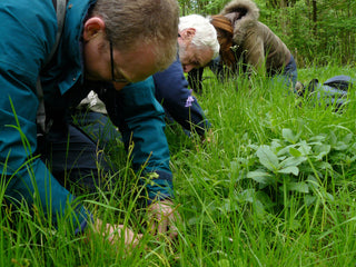 Woodland Ways - Phytochemicals in UK native plants