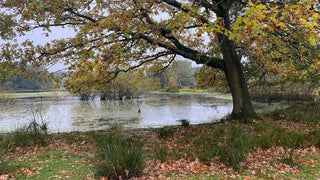 Woodland Ways - The Power of the Sit Spot