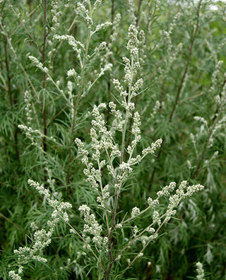 Woodland Ways - Mugwort