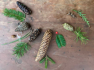 Woodland Ways - Yew Tree, conifer comparisons