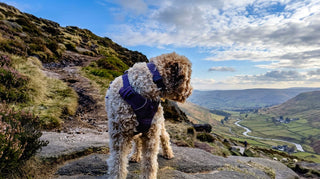 Ticking off the Ethel's with my dog Willow