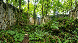 dog in a chalk quarry