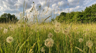 The daisy family (Asteraceae)