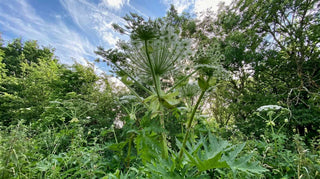 Giant hogweed – Heracleum mantegazzianum