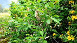 Woodland Ways - What's the difference between Grey and Goat Willow?