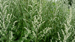 Woodland Ways - Mugwort
