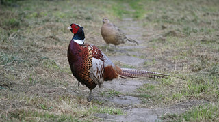 Cock and Hen Pheasants