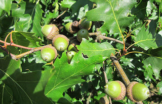 The Red Oak: A Guide to Identification and Habitat