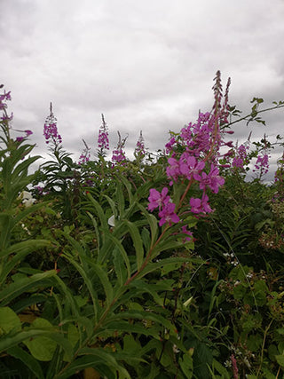 Rosebay Willowherb Honey