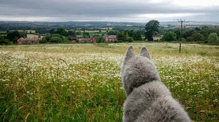 Woden’s Summer Walk