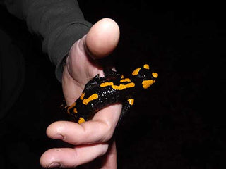 Woodland Ways Croatia Fire Salamander