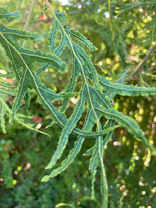 Woodland Ways - The Curious Leaves of a Cut-Leaf Oak