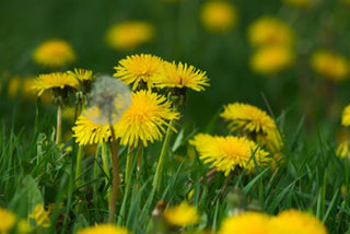 Woodland Ways - Dandelion Basketry