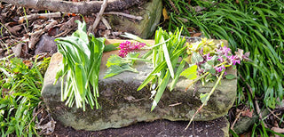 Woodland Ways - Eating the journey, incorporating foraging into your woodland walks