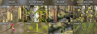 Woodland Ways - The Hidden Bloom: A Guide to British Catkins and Tree Reproduction