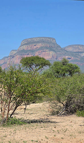 Woodland Ways South Africa Game Ranger Experience