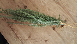 Yarrow - Achillea millefolium