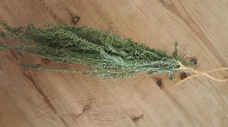 Yarrow - Achillea millefolium