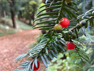 Yew - An ancient tree deep in belief