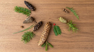 Woodland Ways - Yew Tree, conifer comparisons