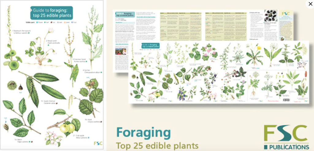 Foraging Guides
