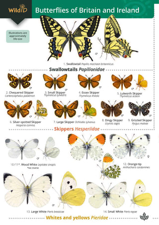 FSC  British Butterflies