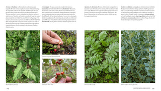 A Sample page of Paul Kirtley's Core Bushcraft book, focusing on plants.