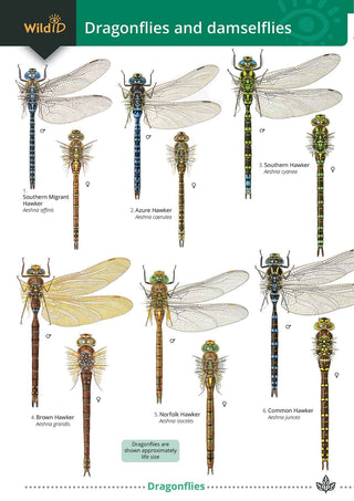 FSC  British Dragonflies and Damsel flies