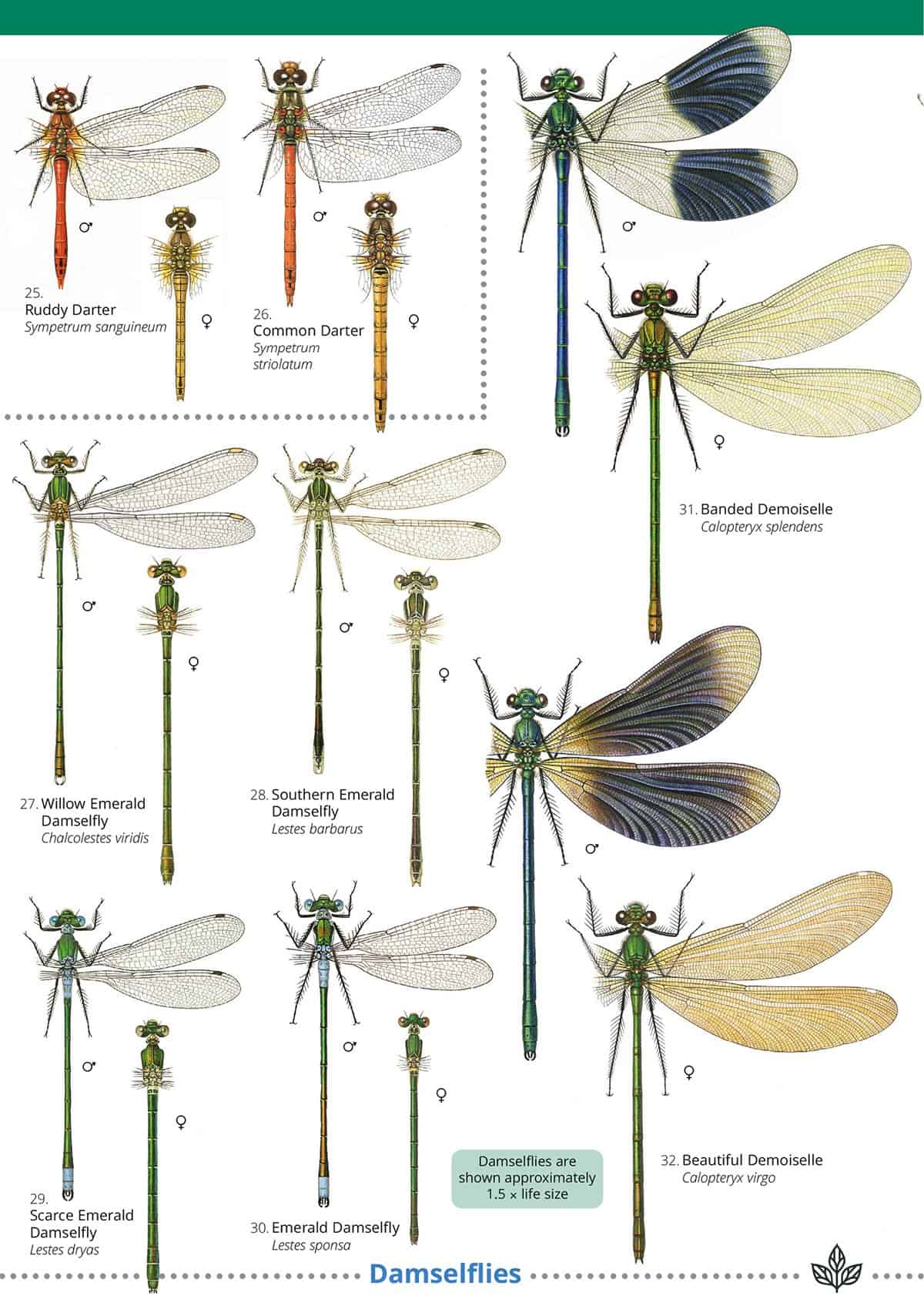 FSC British Dragonflies and Damsel flies Woodland Ways