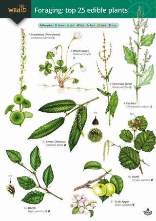 FSC  Foraging Top 25 Edible Plants