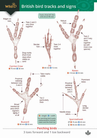 FSC British Bird Tracks & Signs